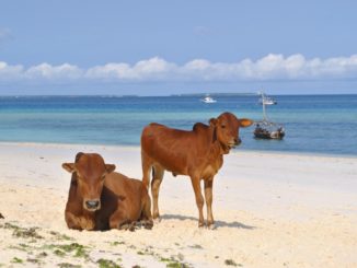 Kühe am Strand in Sansibar